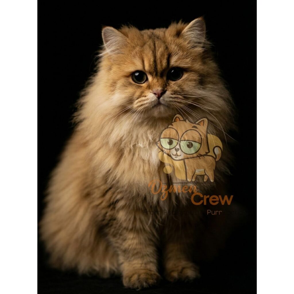 wcf champion british longhair ny11 zaira london