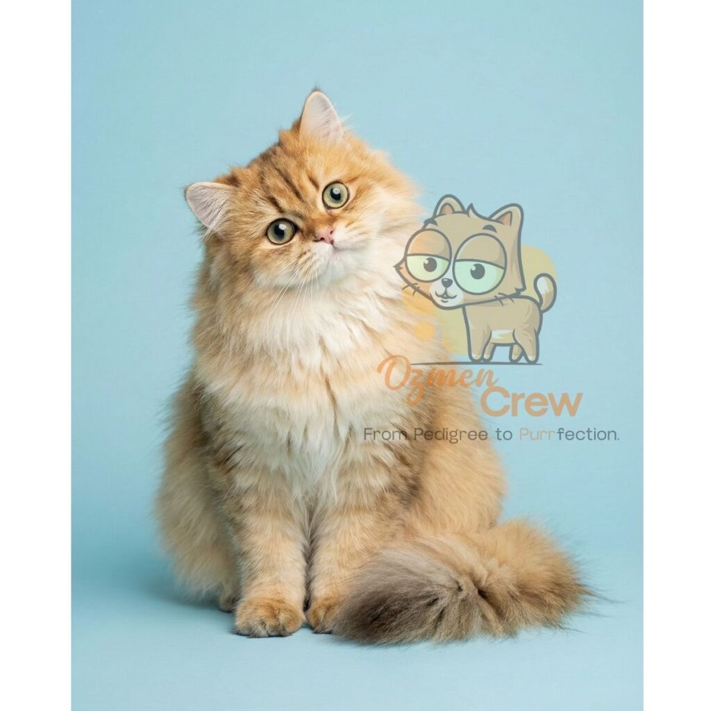 wcf champion british longhair ny11 zaira london