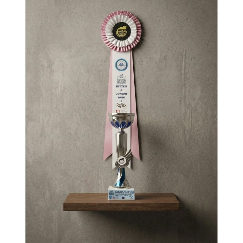 british shorthair breeder show wins ozmencrewcats