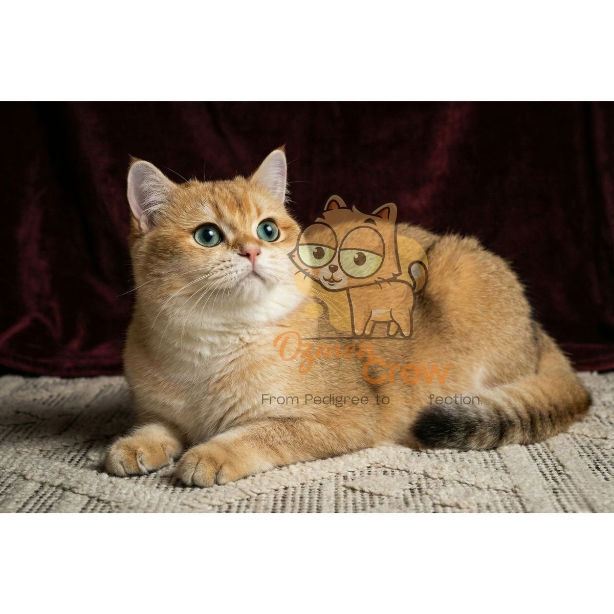 Full body portrait of Raiko, a luxury British Shorthair ny12 cat with champion bloodline.