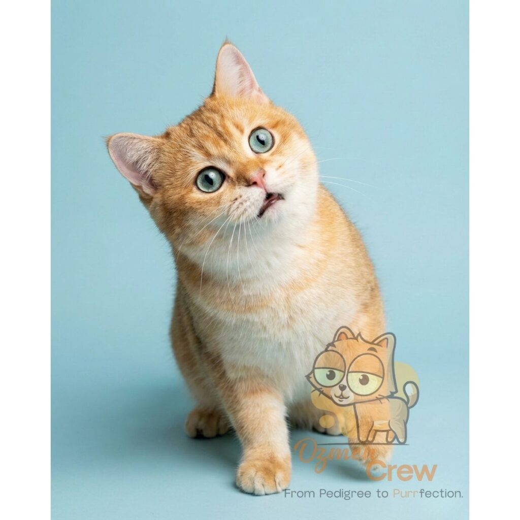 british shorthair ny12 raiko black golden shell wcf cattery ozmen crew