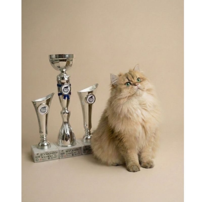 Champion bloodline British Longhair cat sitting next to international trophies, proving the excellence of our cat breed British Longhair.