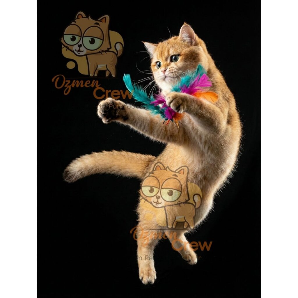 champion line british shorthair for sale ozmen crew