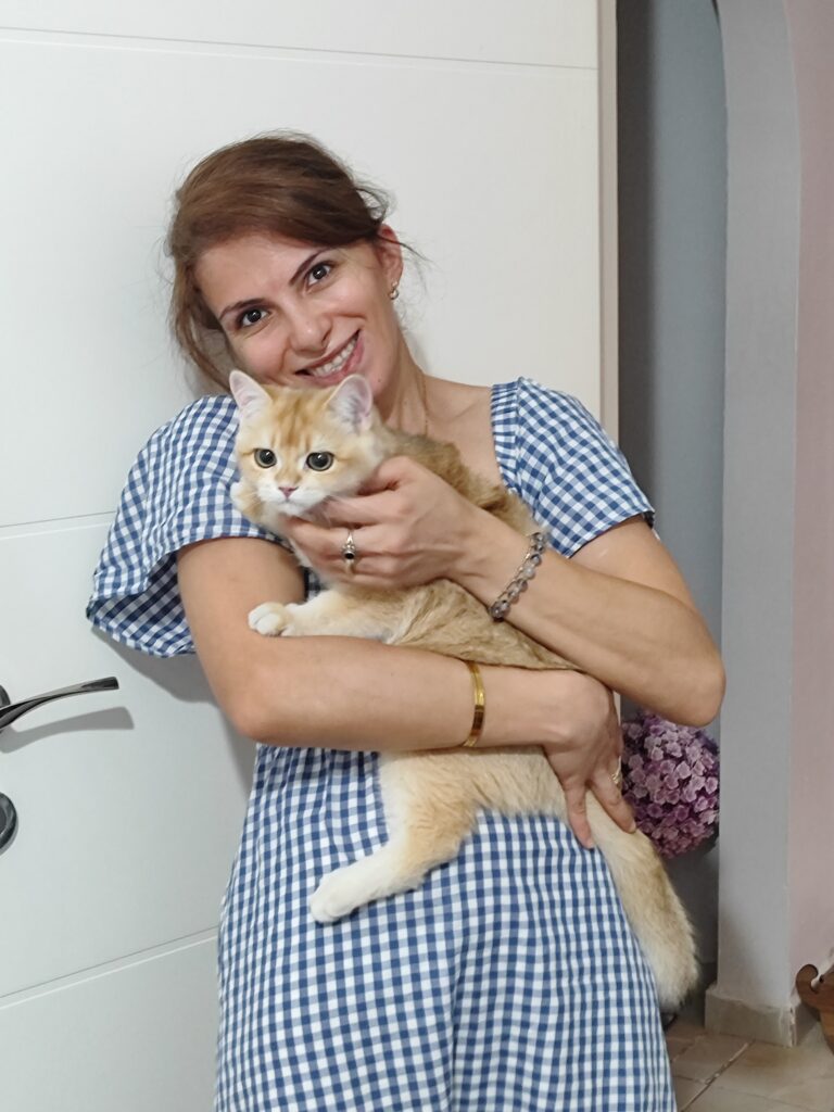 champion bloodline golden british shorthair cat