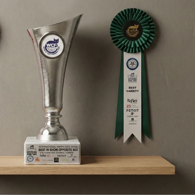 golden british shorthair competition prizes cattery ozmen crew