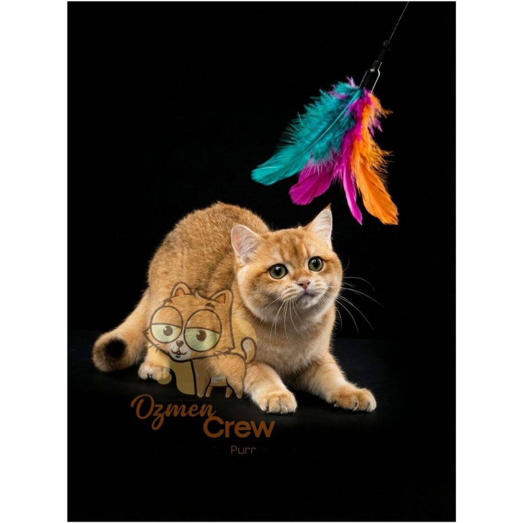 golden british shorthair ny12 raiko ozmen crew cattery
