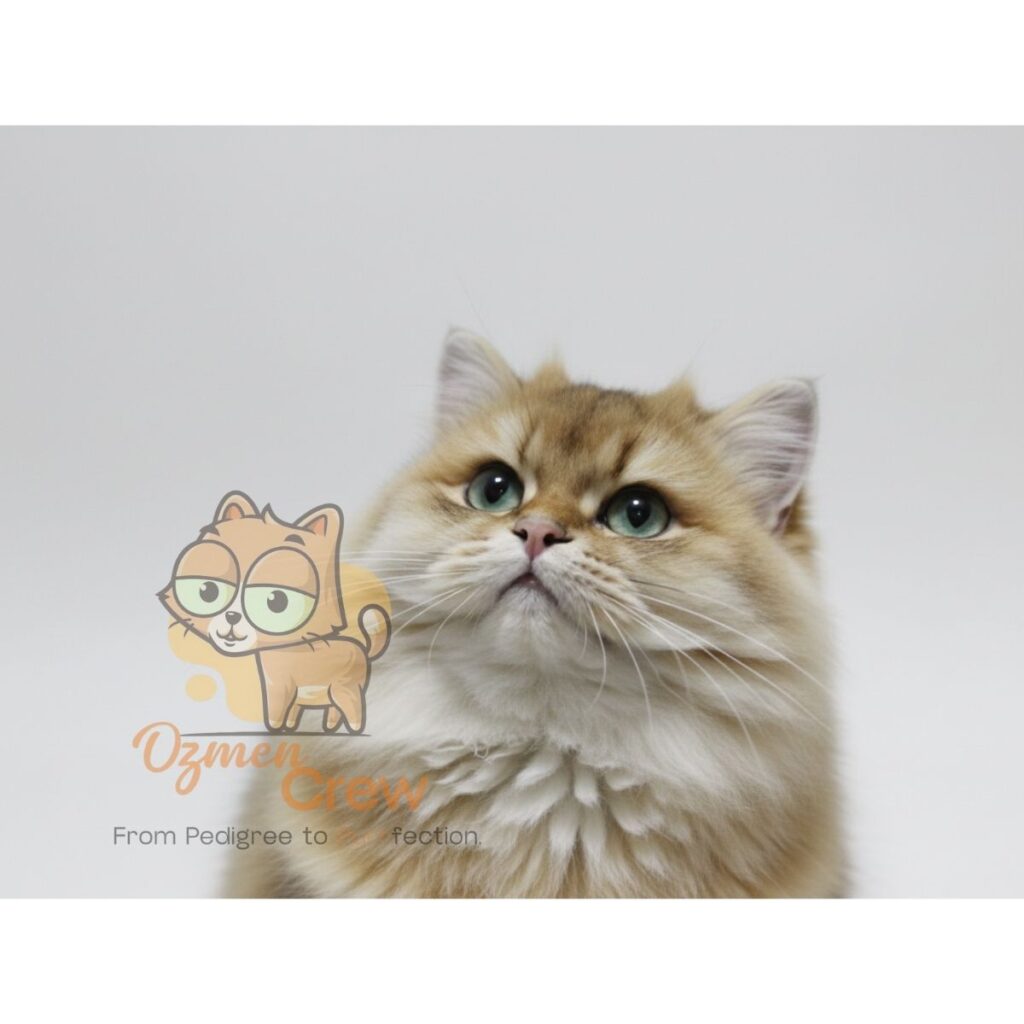 golden british longhair ny11 zaira dubai
