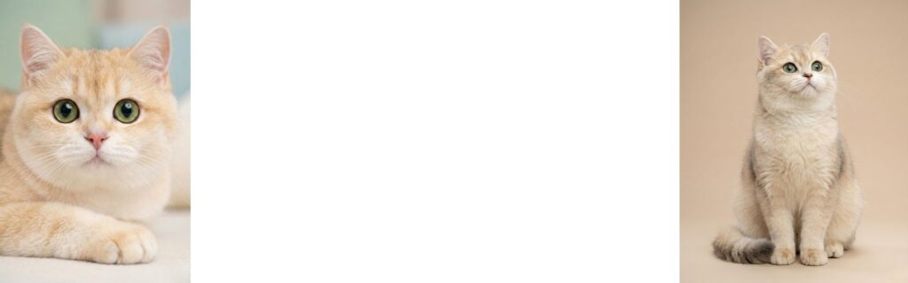 british shorthair longhair bredeer contact